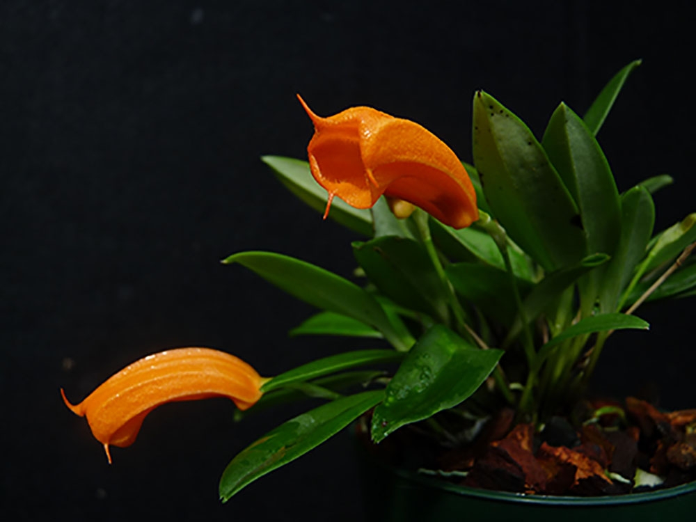 Masdevallia mendozae