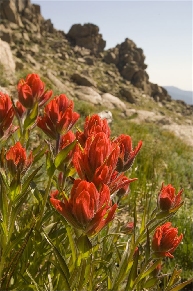 Paintbrush (Castilleja sp.)