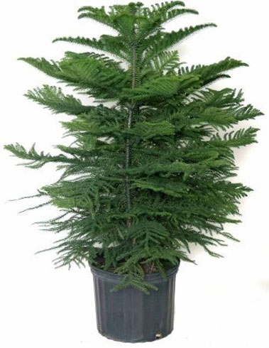 Norfolk Island pine
