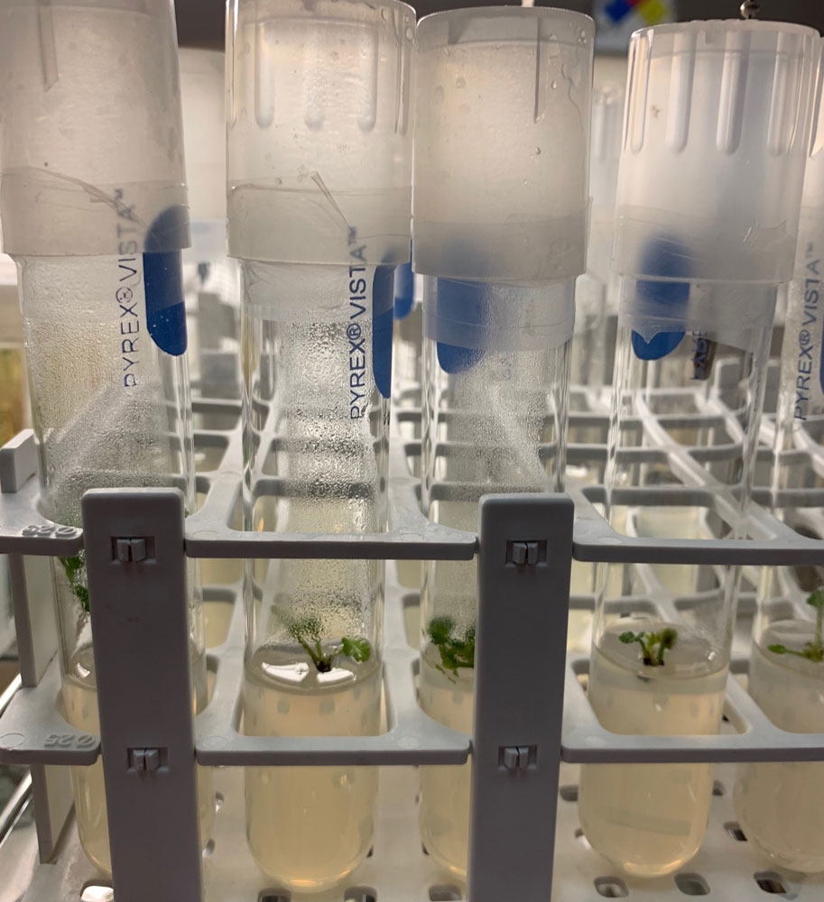 Pelargonium sidoides five shoot tips