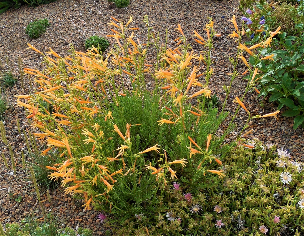 SteppeSuns™ Sunset Glow Penstemon