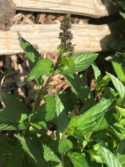 Peppermint (Metha x piperita) 