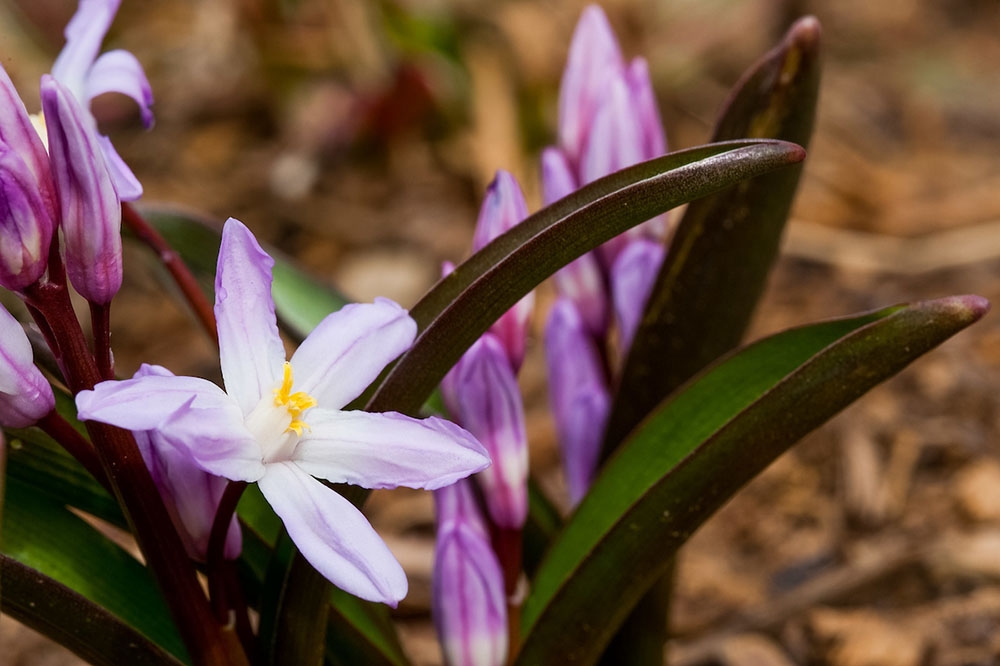 Scilla 'Pink Giant' - Glory of the Snow.