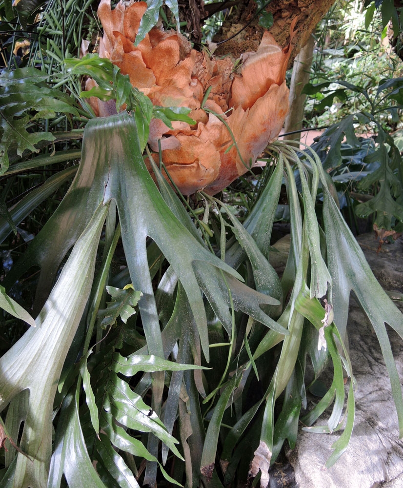 Platycerium bifurcatum, staghorn fern