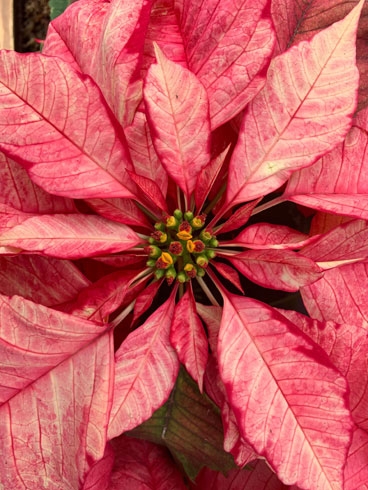 Poinsettia