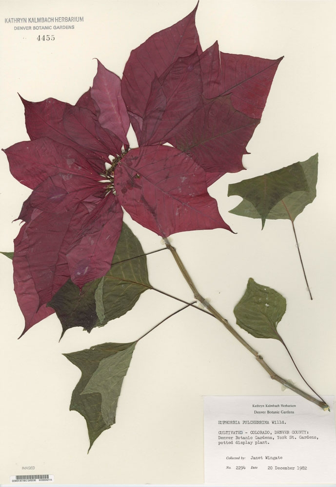 From the Kathryn Kalmbach Herbarium of Vascular Plants