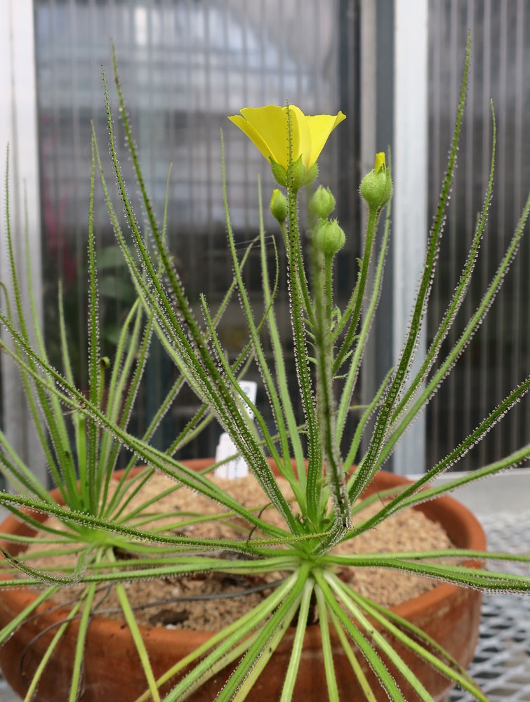 Portuguese Sundew, Drosophyllum lusitanicum