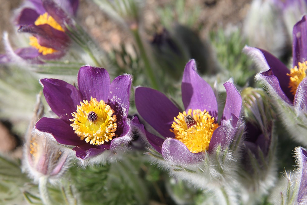 Pulsatilla vulgaris