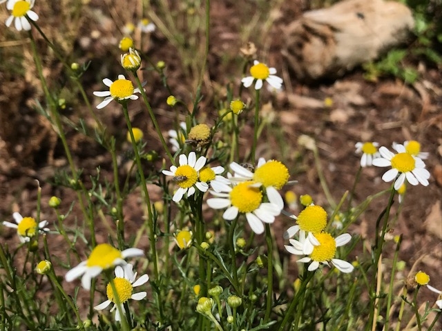 Chamomile (Matricaria chamomilla) 