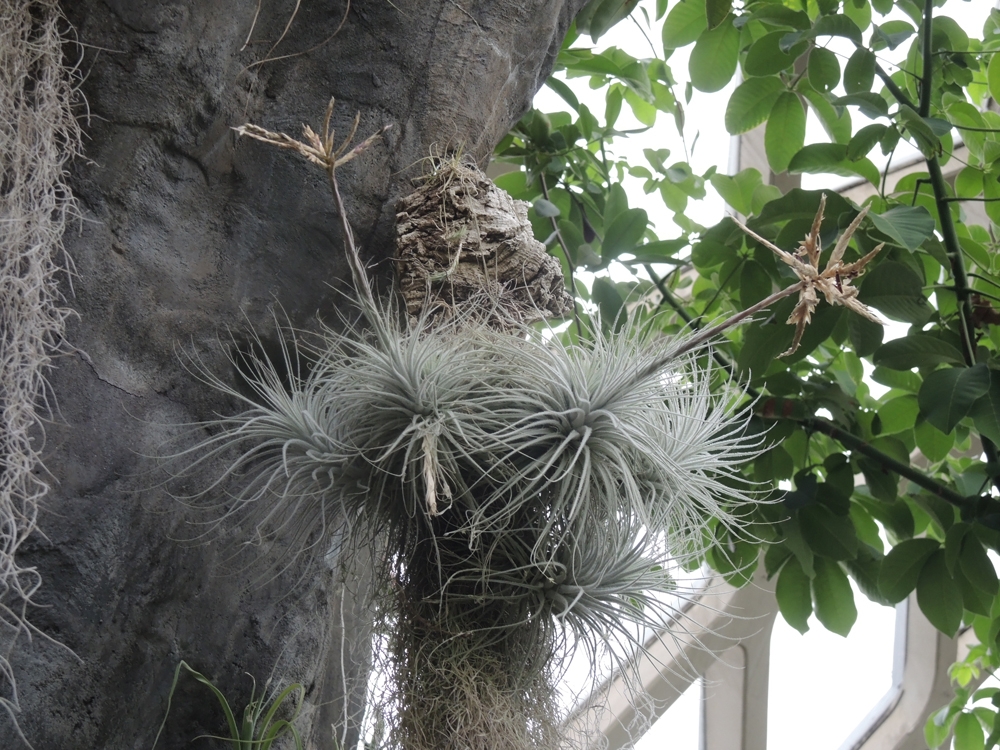 Tillandsia tectorum