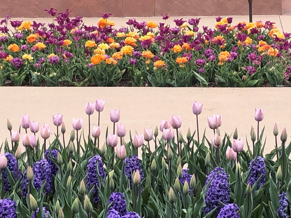 Lilac-colored ones are 'Silver Cloud' tulips pictured with 'Blue Jacket 'Hyacinths. Purple and orange mix are called Merry Go Round.