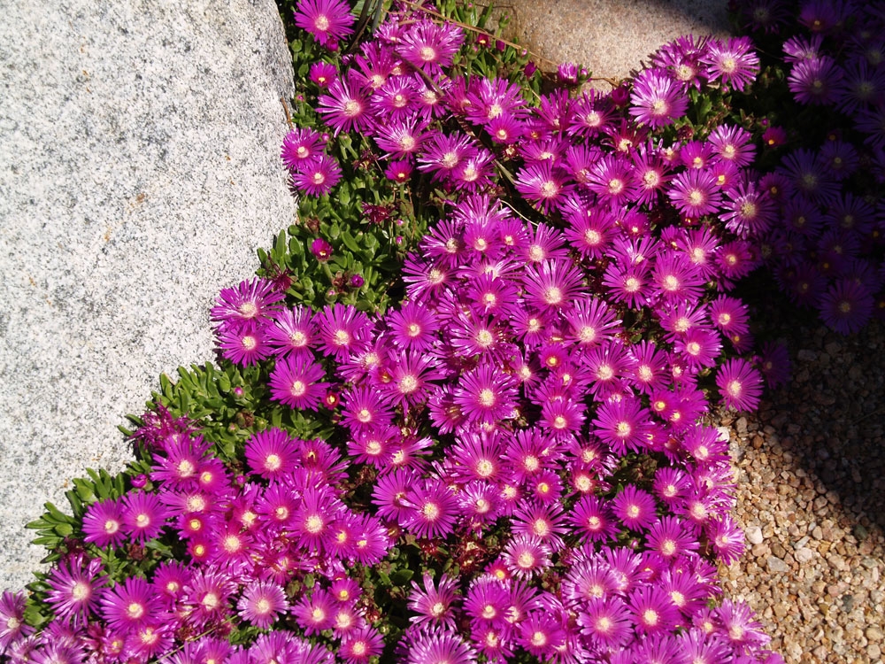 Delosperma