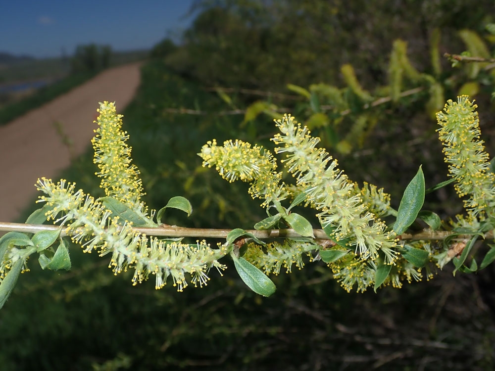 Pollen-bearing anthers of a native willow (genus Salix).