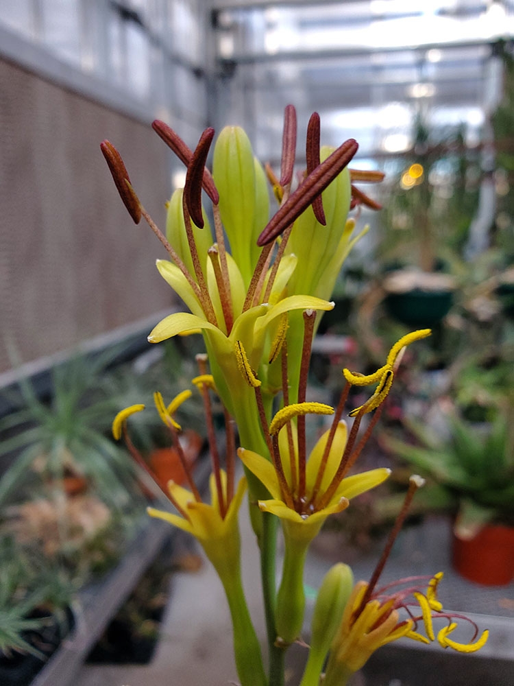 XMamgave 'Freckles and Speckles'