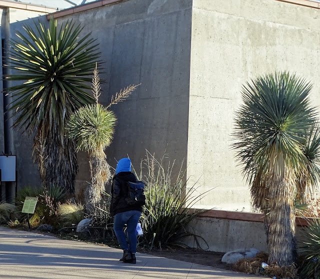 Yucca faxoniana (left), Y. thompsoniana (middle) and Y. rostrata (right)