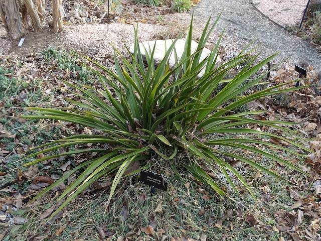 Yucca rupicola