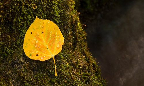 aspen leaf