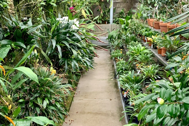 orchid greenhouse