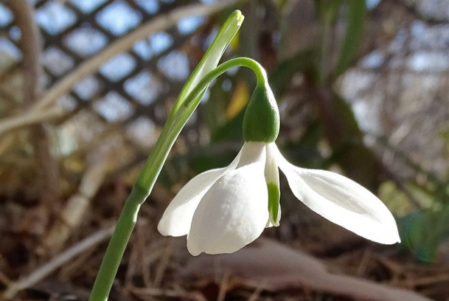 snow drop