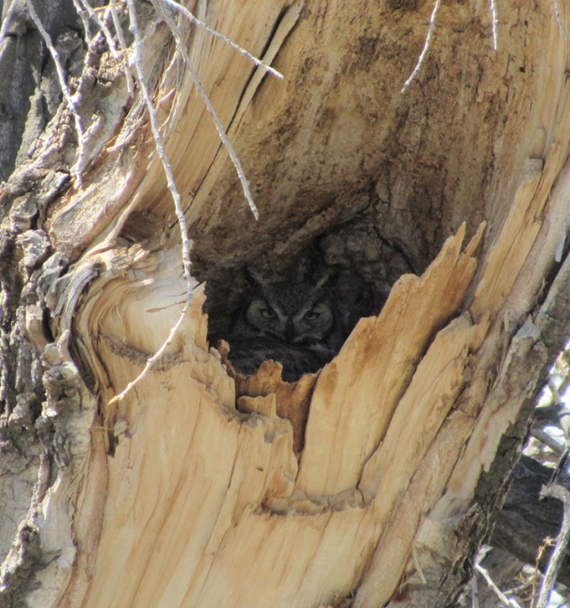 Owl in tree