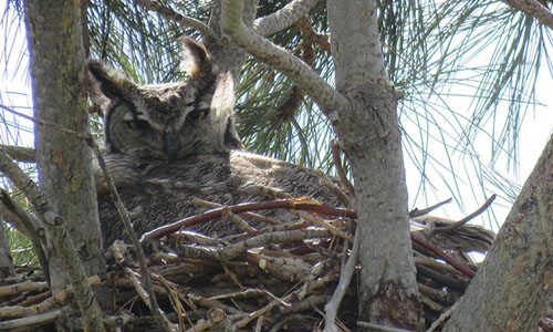 owl in nest thumbnail