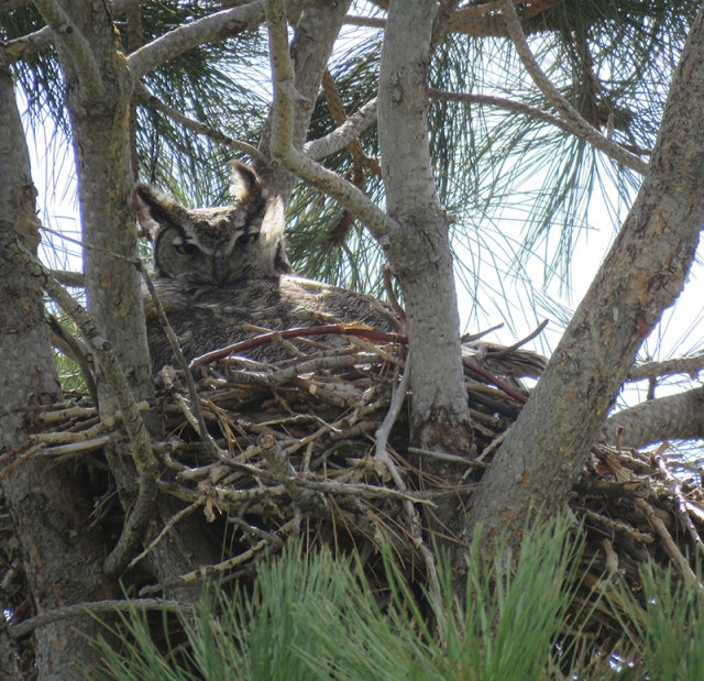 Owl in nest