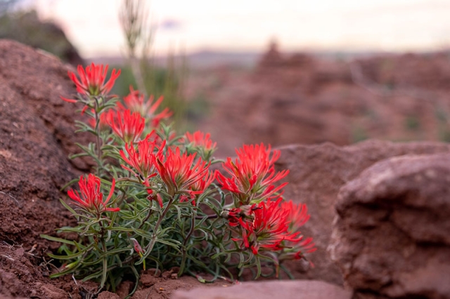 Castilleja scabrida horizontal