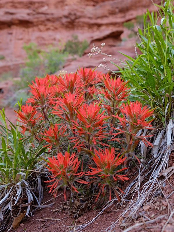 Castilleja scabrida