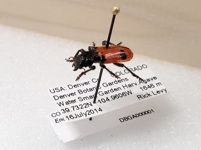 Handsome Yucca Beetle