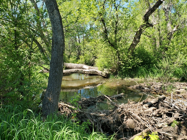 Creek restoration site at Chatfield Farms