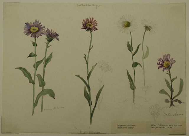 Ervin at Berthoud Pass