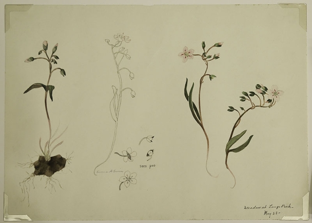 Ervin Meadow at Longs Peak