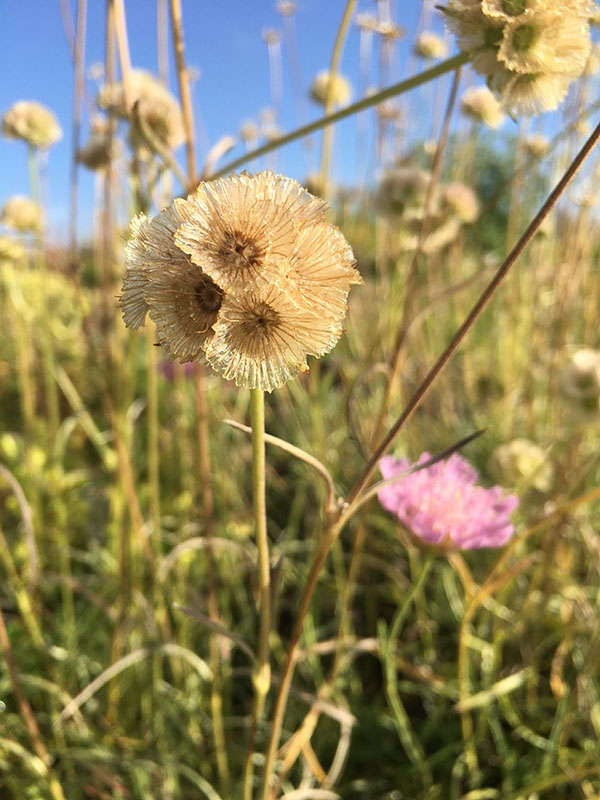 Scabiosa graminifolia