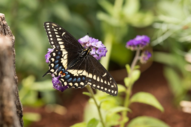 black swallowtail