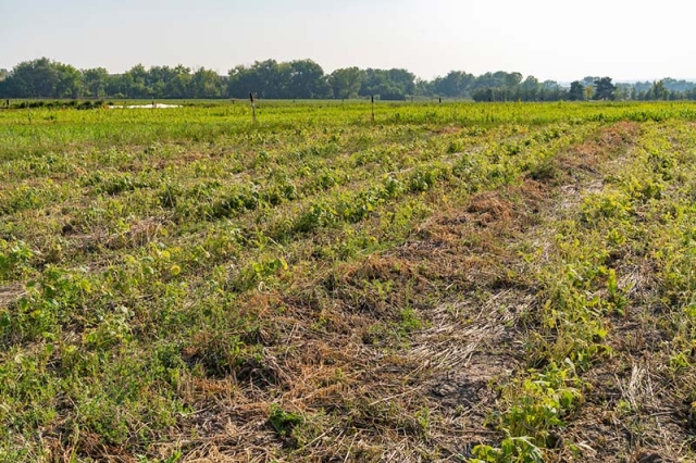 cover crops