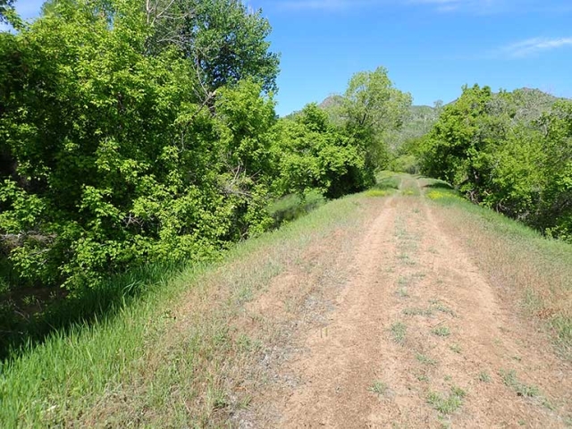 boxelder tree on High Line Canal
