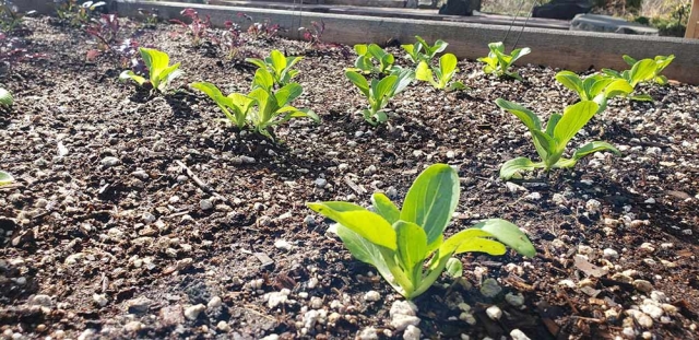 Cute mini pak-choi: Brassiae rapa ssp. chinensis ‘Petite Star’ 