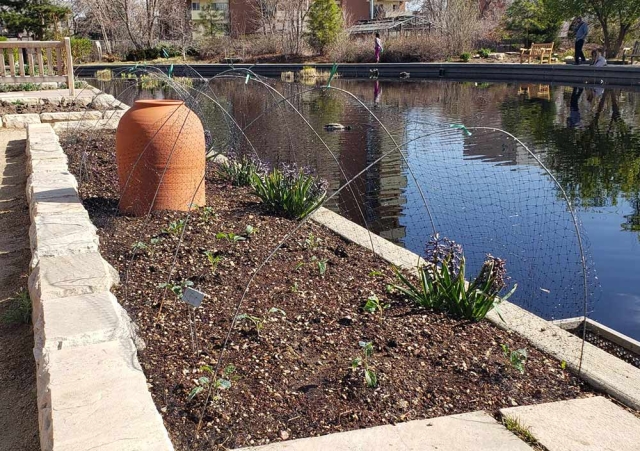 Hoops with net placed over kale seedlings to protect the newly planted young kale from rabbits and geese.