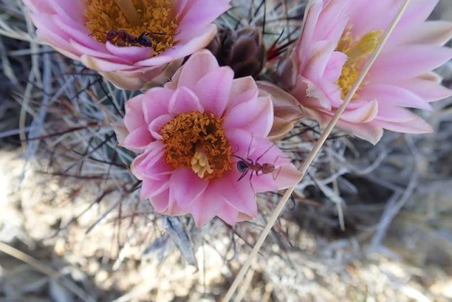cactus flower