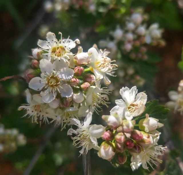 Physocarpus monogynus
