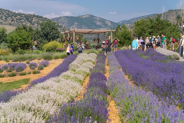 lavender field chatfield farms