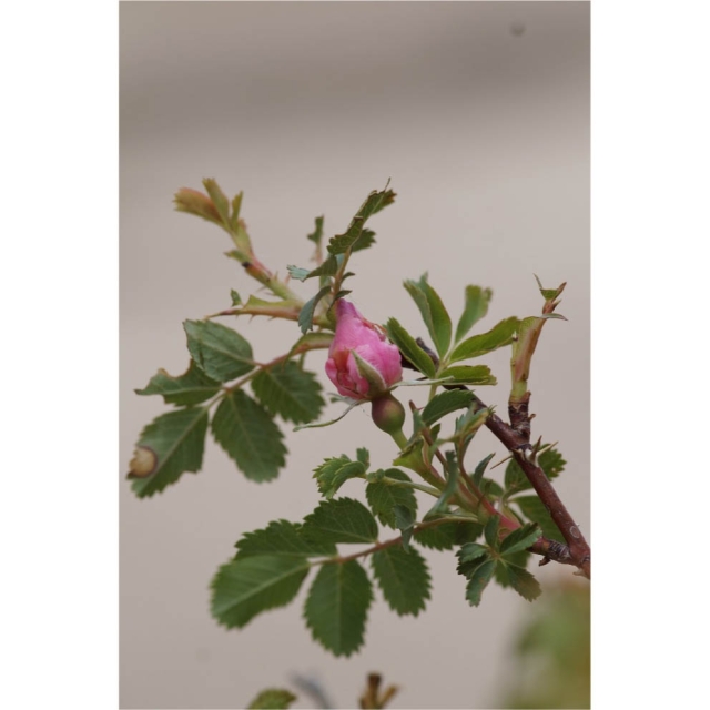 amache rose close-up