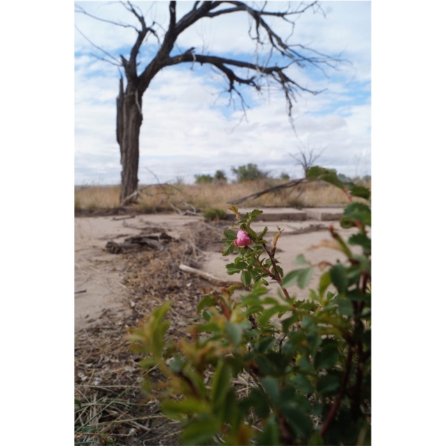 amache rose in the landscape