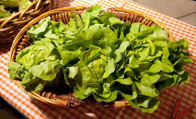 harvested lettuce in a bowl