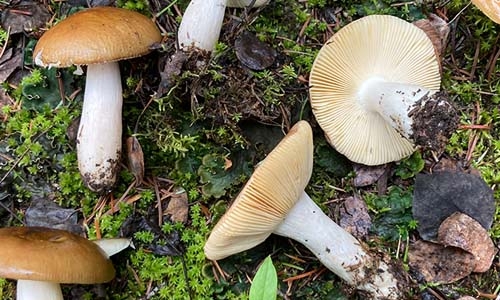 Russula avellaneiceps thumbnail