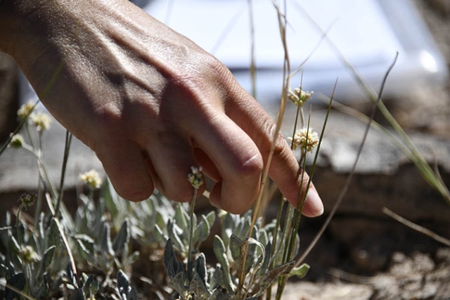 Eriogonum brandegeei