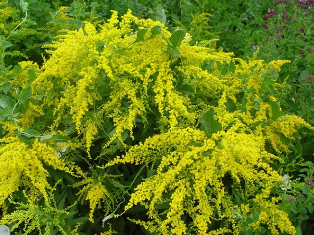 goldenrod