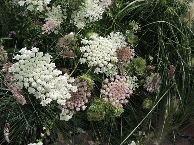 Queen Anne's Lace