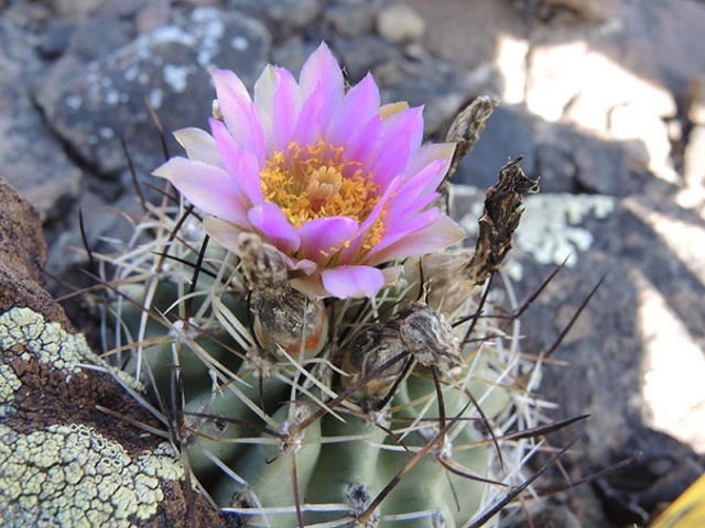 Sclerocactus glaucus
