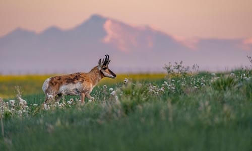 pronghorn